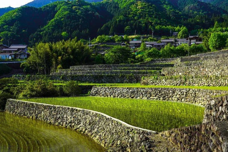 無料壁紙 石垣の棚田。PCとデスクトップ壁紙に最適な4K高画質の無料壁紙。三重県松阪市の深野のだんだん田で撮影したフリー写真素材
