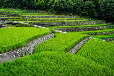 無料壁紙 新緑のだんだん田。PCとデスクトップ壁紙に最適な4K高画質の無料壁紙。三重県松阪市の深野のだんだん田で撮影したフリー写真素材