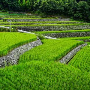 深野のだんだん田のフリー写真素材