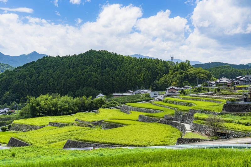 無料壁紙 だんだん田。PCとデスクトップ壁紙に最適な4K高画質の無料壁紙。三重県松阪市の深野のだんだん田で撮影したフリー写真素材