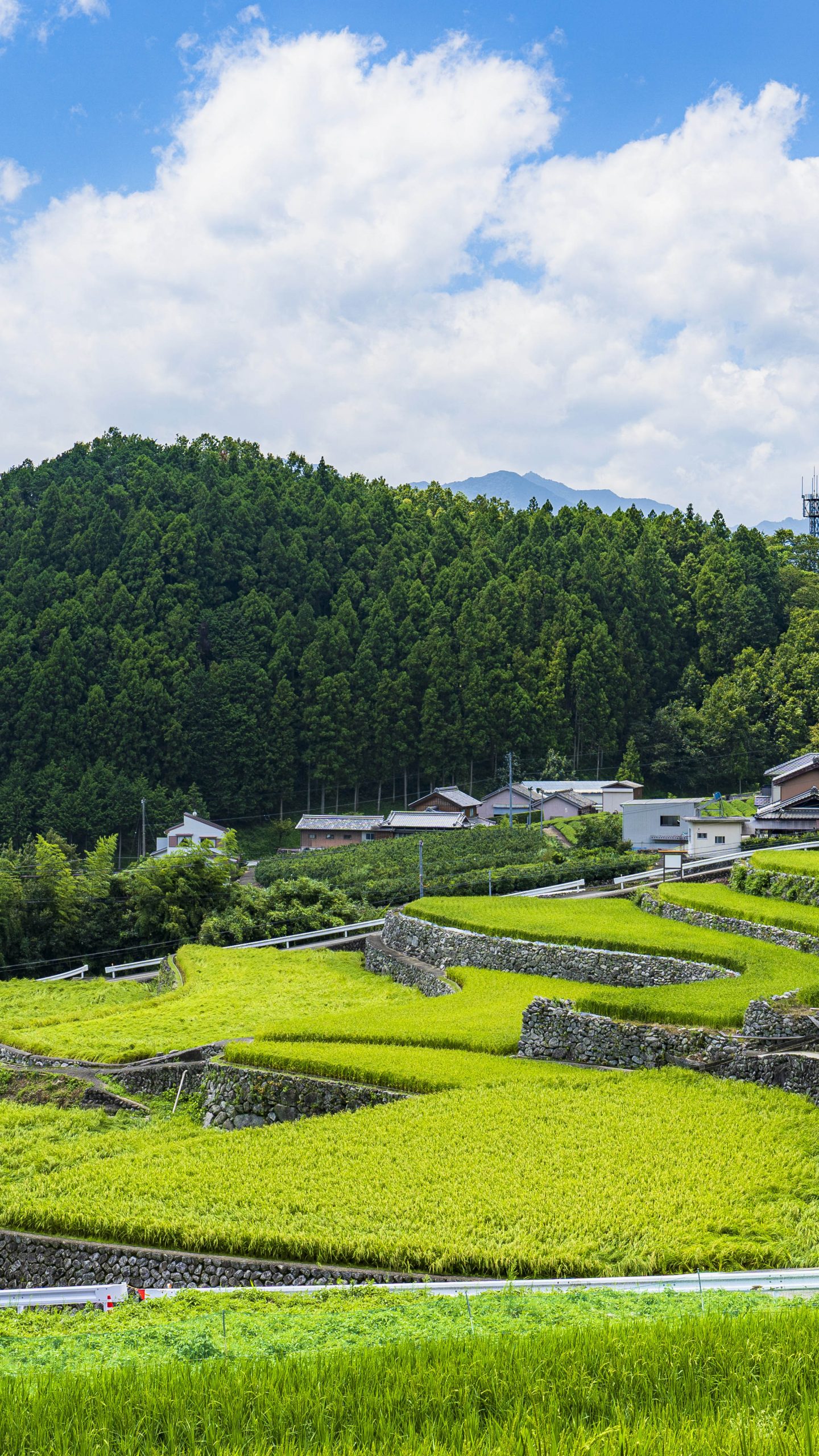 だんだん田(三重県松阪市・深野のだんだん田)