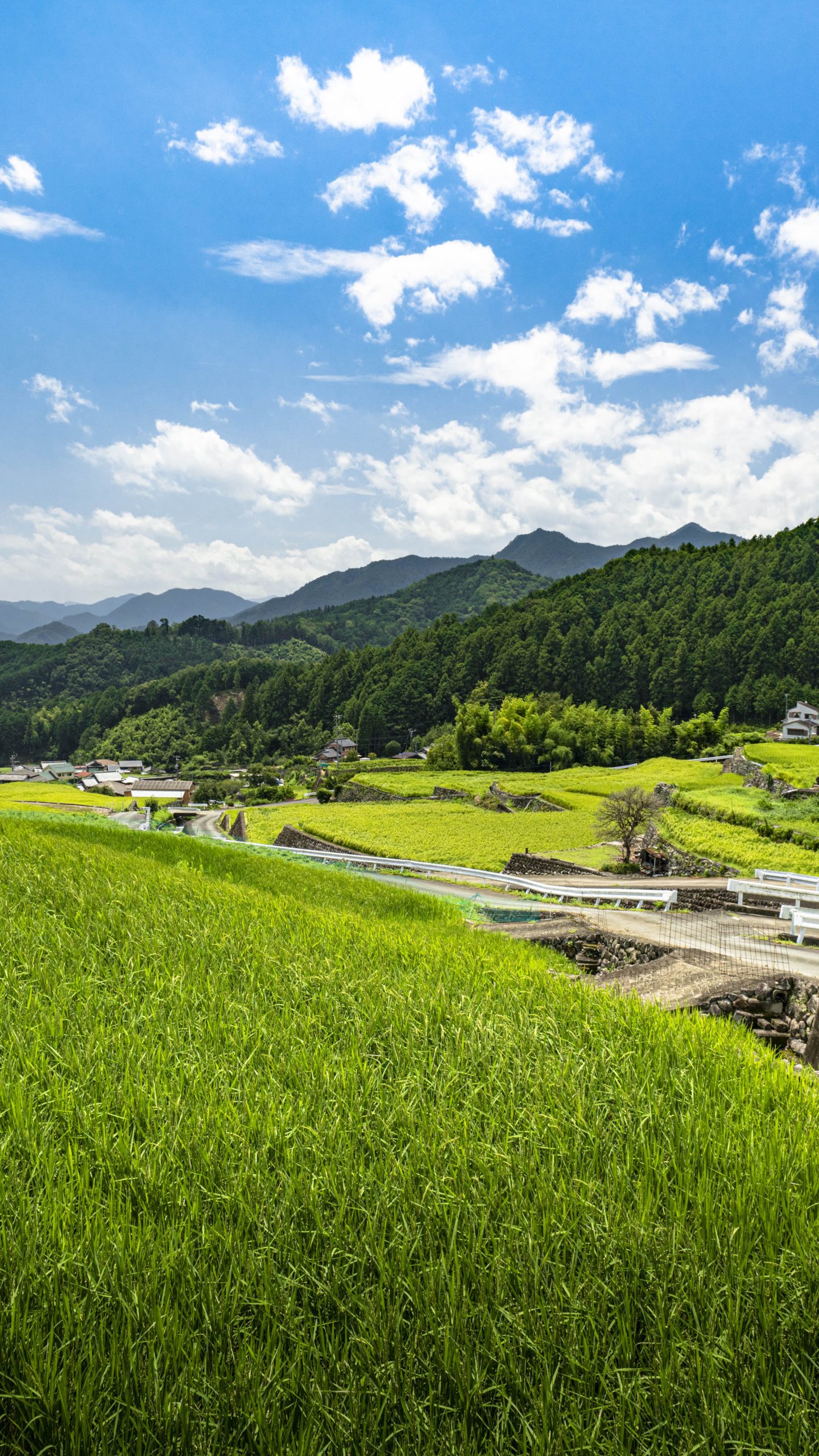 運気が上がる待ち受け 棚田のある町。AndroidとiPhoneに対応した4K高画質の無料スマホ壁紙。三重県松阪市の深野のだんだん田で撮影したフリー写真素材