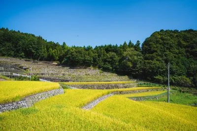 無料壁紙 黄金の棚田。PCとデスクトップ壁紙に最適な4K高画質の無料壁紙。三重県松阪市の深野のだんだん田で撮影したフリー写真素材