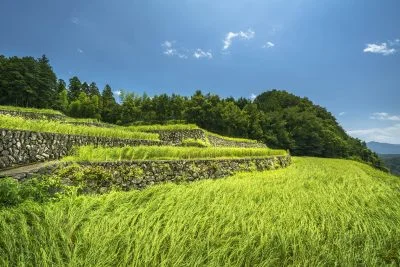 無料壁紙 稲穂ウェーブ。PCとデスクトップ壁紙に最適な4K高画質の無料壁紙。三重県松阪市の深野のだんだん田で撮影したフリー写真素材