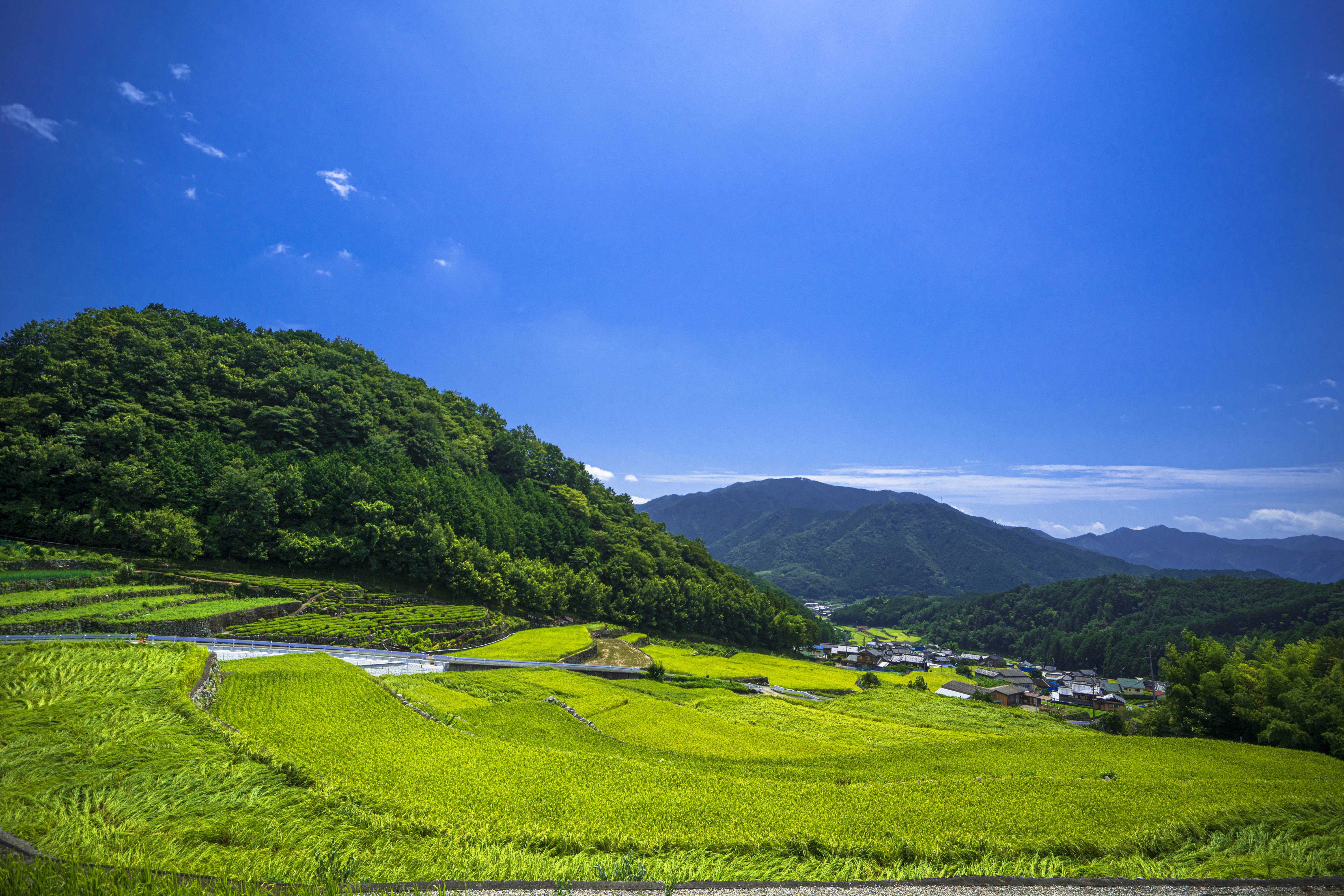運気が上がる待ち受け 真夏のだんだん田。AndroidとiPhoneに対応した4K高画質の無料スマホ壁紙。三重県松阪市の深野のだんだん田で撮影したフリー写真素材