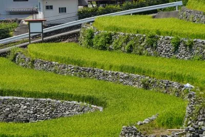 無料壁紙 伸びゆく稲穂。PCとデスクトップ壁紙に最適な4K高画質の無料壁紙。三重県松阪市の深野のだんだん田で撮影したフリー写真素材