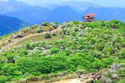 無料壁紙 満開のシロヤシオと御嶽神社。PCとデスクトップ壁紙に最適な4K高画質の無料壁紙。三重県菰野町の御在所ロープウエイで撮影したフリー写真素材