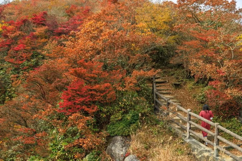 無料壁紙 富士見岩展望台までの紅葉ロード。PCとデスクトップ壁紙に最適な4K高画質の無料壁紙。三重県菰野町の御在所ロープウエイで撮影したフリー写真素材