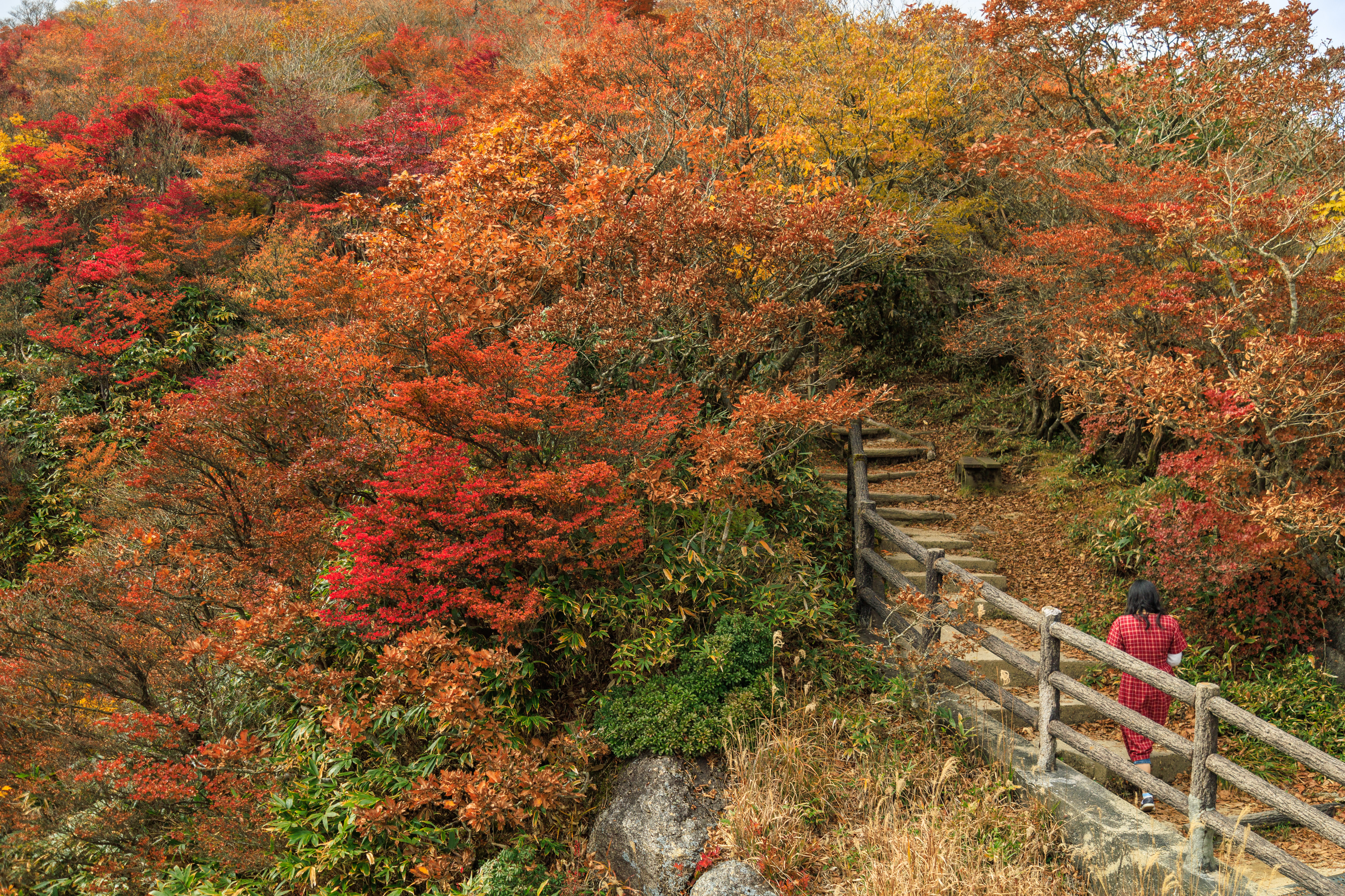 無料壁紙 富士見岩展望台までの紅葉ロード。PCとデスクトップ壁紙に最適な4K高画質の無料壁紙。三重県菰野町の御在所ロープウエイで撮影したフリー写真素材