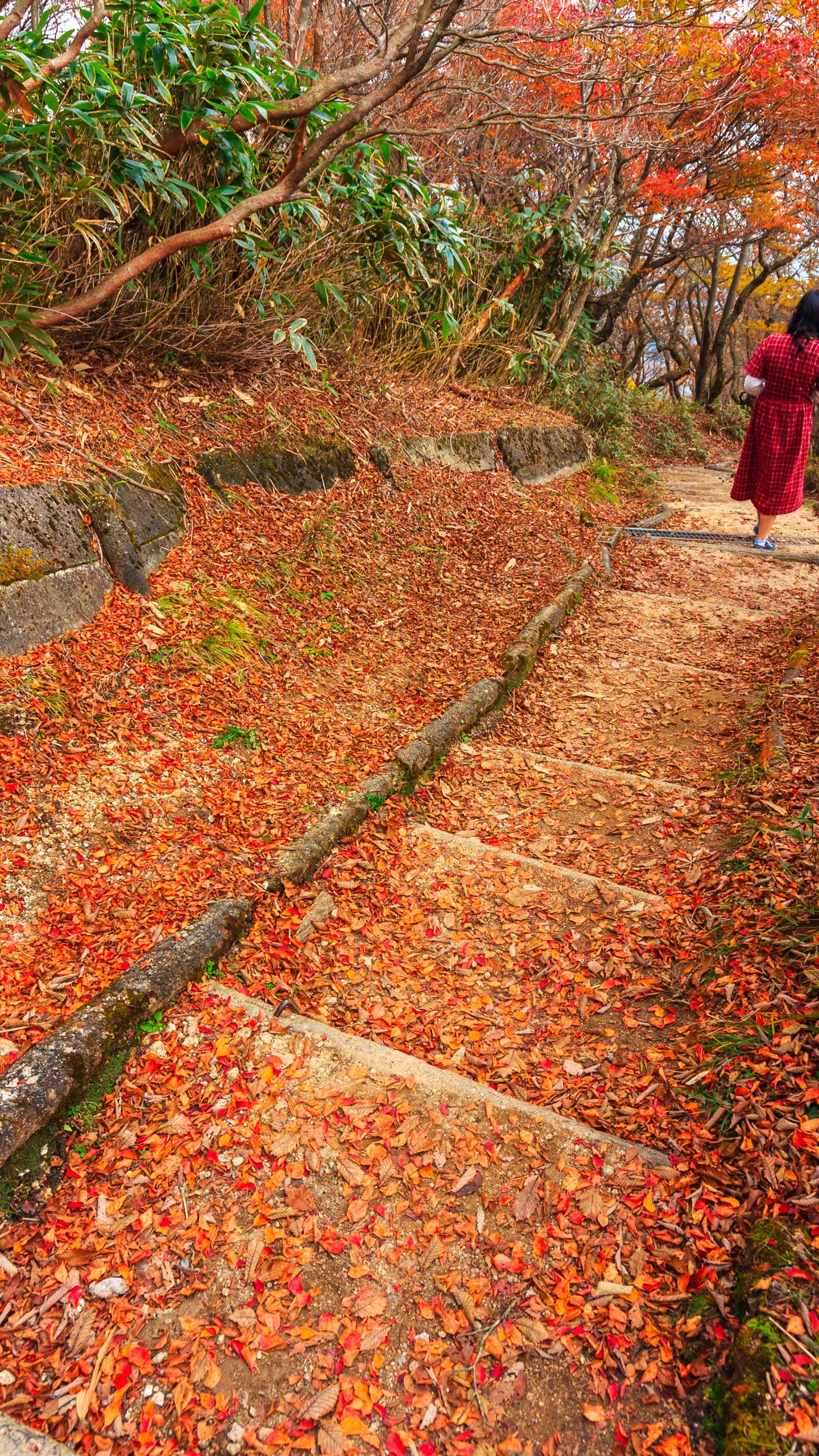 御在所岳山上のドウダンツツジのじゅうたん(三重県菰野町・御在所ロープウエイ)