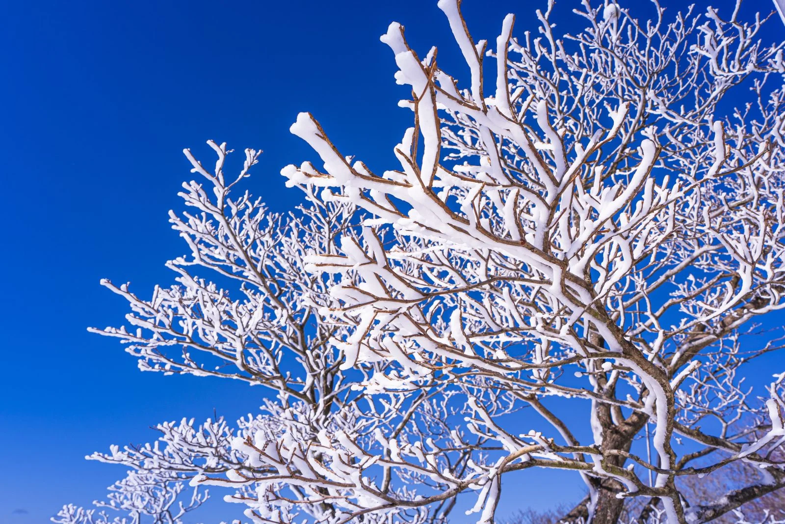 無料壁紙 青空と樹氷（横サイズ）。PCとデスクトップ壁紙に最適な4K高画質の無料壁紙。三重県菰野町の御在所ロープウエイで撮影したフリー写真素材