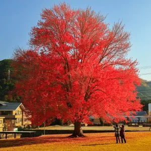 飯南高校のハナノキのフリー写真素材