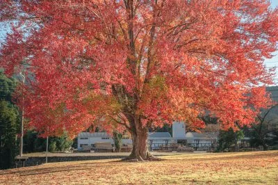 無料壁紙 飯南のハナノキ。PCとデスクトップ壁紙に最適な4K高画質の無料壁紙。三重県松阪市の飯南高校のハナノキで撮影したフリー写真素材