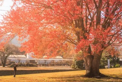 無料壁紙 大きなハナノキの下で...。PCとデスクトップ壁紙に最適な4K高画質の無料壁紙。三重県松阪市の飯南高校のハナノキで撮影したフリー写真素材