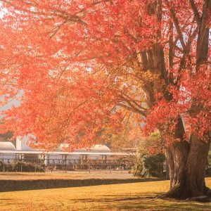 無料壁紙 大きなハナノキの下で...。PCとデスクトップ壁紙に最適な4K高画質の無料壁紙。三重県松阪市の飯南高校のハナノキで撮影したフリー写真素材