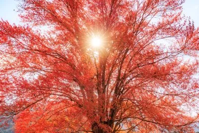 無料壁紙 真っ赤やな。PCとデスクトップ壁紙に最適な4K高画質の無料壁紙。三重県松阪市の飯南高校のハナノキで撮影したフリー写真素材