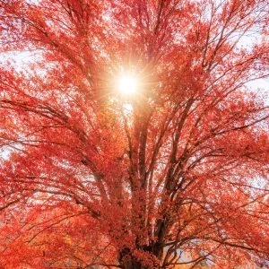 無料壁紙 真っ赤やな。PCとデスクトップ壁紙に最適な4K高画質の無料壁紙。三重県松阪市の飯南高校のハナノキで撮影したフリー写真素材