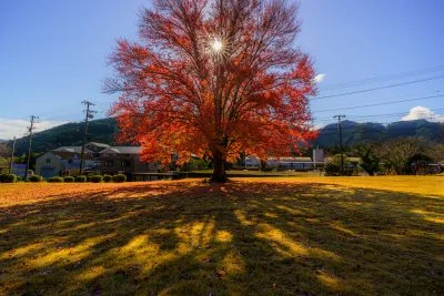 無料壁紙 太陽に照らされるハナノキ。PCとデスクトップ壁紙に最適な4K高画質の無料壁紙。三重県松阪市の飯南高校のハナノキで撮影したフリー写真素材