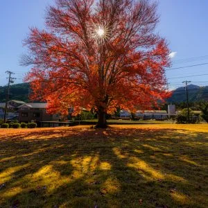 無料壁紙 太陽に照らされるハナノキ。PCとデスクトップ壁紙に最適な4K高画質の無料壁紙。三重県松阪市の飯南高校のハナノキで撮影したフリー写真素材