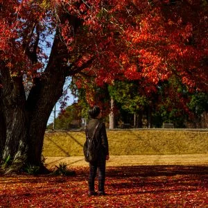 無料壁紙 紅葉狩り。PCとデスクトップ壁紙に最適な4K高画質の無料壁紙。三重県松阪市の飯南高校のハナノキで撮影したフリー写真素材