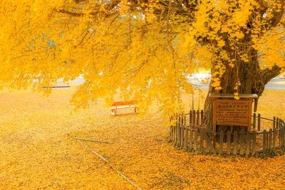 無料壁紙 イチョウに染まる校庭。PCとデスクトップ壁紙に最適な4K高画質の無料壁紙。三重県南伊勢町の旧穂原小学校の大イチョウで撮影したフリー写真素材