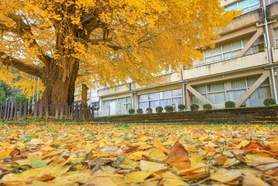 無料壁紙 イチョウの絨毯。PCとデスクトップ壁紙に最適な4K高画質の無料壁紙。三重県南伊勢町の旧穂原小学校の大イチョウで撮影したフリー写真素材