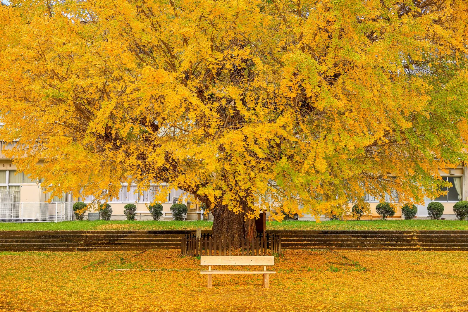 無料壁紙 校舎を覆い隠すイチョウ。PCとデスクトップ壁紙に最適な4K高画質の無料壁紙。三重県南伊勢町の旧穂原小学校の大イチョウで撮影したフリー写真素材