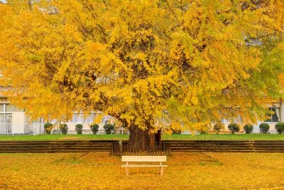 無料壁紙 校舎を覆い隠すイチョウ。PCとデスクトップ壁紙に最適な4K高画質の無料壁紙。三重県南伊勢町の旧穂原小学校の大イチョウで撮影したフリー写真素材