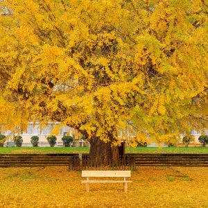 旧穂原小学校の大イチョウのフリー写真素材