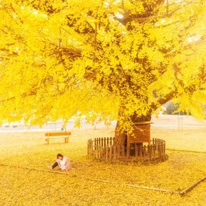 無料壁紙 黄葉に包まれて....。PCとデスクトップ壁紙に最適な4K高画質の無料壁紙。三重県南伊勢町の旧穂原小学校の大イチョウで撮影したフリー写真素材