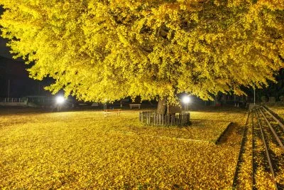 無料壁紙 黄金に染まる校庭の夜。PCとデスクトップ壁紙に最適な4K高画質の無料壁紙。三重県南伊勢町の旧穂原小学校の大イチョウで撮影したフリー写真素材