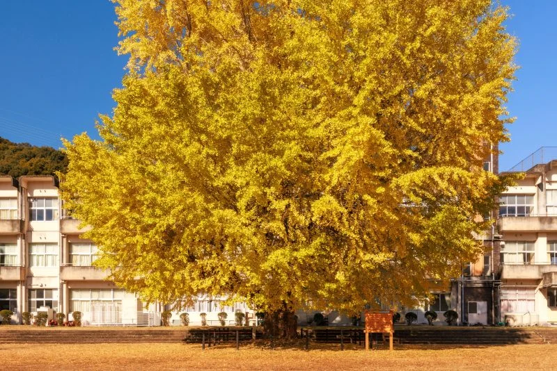 無料壁紙 黄金の大銀杏。PCとデスクトップ壁紙に最適な4K高画質の無料壁紙。三重県南伊勢町の旧穂原小学校の大イチョウで撮影したフリー写真素材