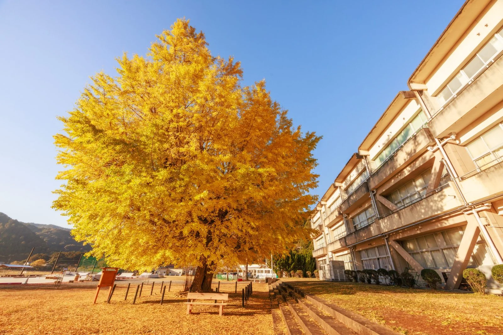 無料壁紙 朝日が当たる大銀杏。PCとデスクトップ壁紙に最適な4K高画質の無料壁紙。三重県南伊勢町の旧穂原小学校の大イチョウで撮影したフリー写真素材