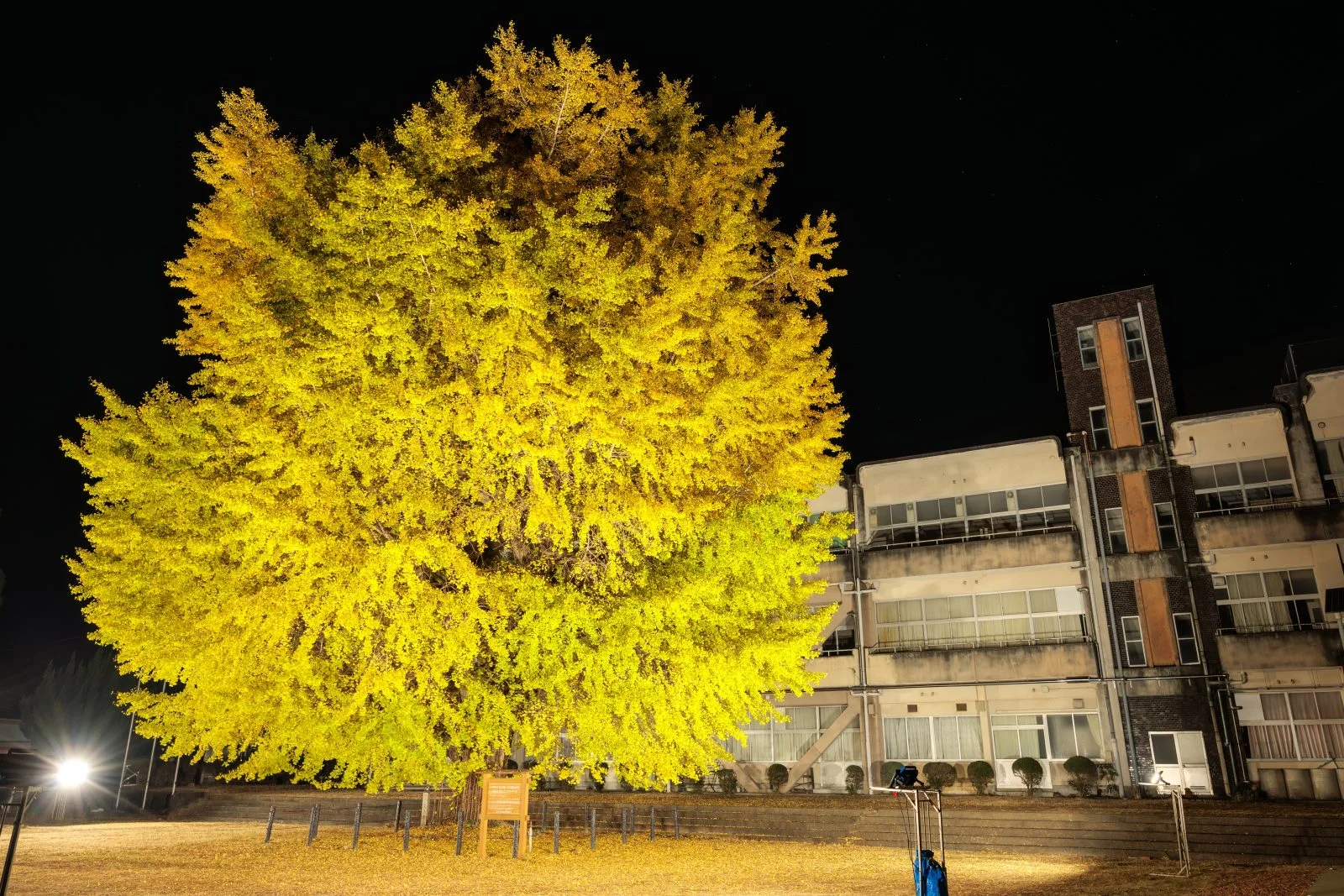 無料壁紙 夜空に輝く大銀杏ライトアップ。PCとデスクトップ壁紙に最適な4K高画質の無料壁紙。三重県南伊勢町の旧穂原小学校の大イチョウで撮影したフリー写真素材