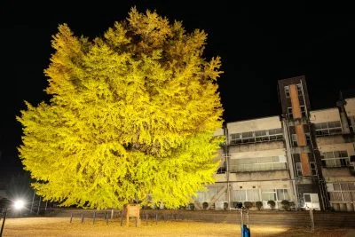 無料壁紙 夜空に輝く大銀杏ライトアップ。PCとデスクトップ壁紙に最適な4K高画質の無料壁紙。三重県南伊勢町の旧穂原小学校の大イチョウで撮影したフリー写真素材