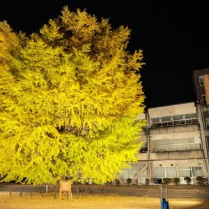 無料壁紙 夜空に輝く大銀杏ライトアップ。PCとデスクトップ壁紙に最適な4K高画質の無料壁紙。三重県南伊勢町の旧穂原小学校の大イチョウで撮影したフリー写真素材