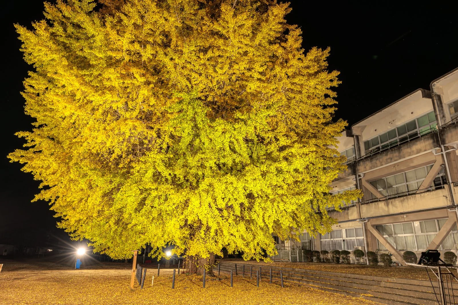 無料壁紙 ライトアップされる大銀杏と校舎。PCとデスクトップ壁紙に最適な4K高画質の無料壁紙。三重県南伊勢町の旧穂原小学校の大イチョウで撮影したフリー写真素材