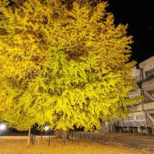 無料壁紙 ライトアップされる大銀杏と校舎。PCとデスクトップ壁紙に最適な4K高画質の無料壁紙。三重県南伊勢町の旧穂原小学校の大イチョウで撮影したフリー写真素材
