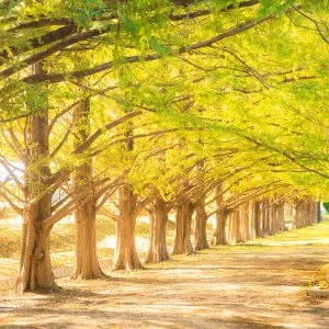 無料壁紙 黄葉に色づくメタセコイア並木。PCとデスクトップ壁紙に最適な4K高画質の無料壁紙。三重県鈴鹿市の石垣池公園で撮影したフリー写真素材