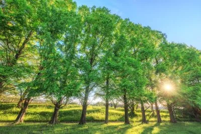 無料壁紙 新緑に輝くメタセコイア並木。PCとデスクトップ壁紙に最適な4K高画質の無料壁紙。三重県鈴鹿市の石垣池公園で撮影したフリー写真素材