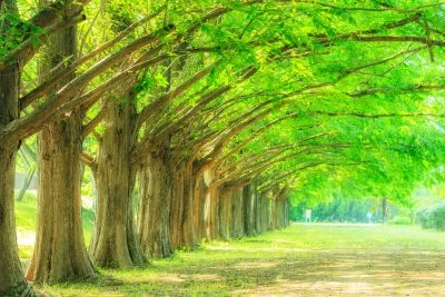 無料壁紙 緑に輝くメタセコイア並木と芝生。PCとデスクトップ壁紙に最適な4K高画質の無料壁紙。三重県鈴鹿市の石垣池公園で撮影したフリー写真素材