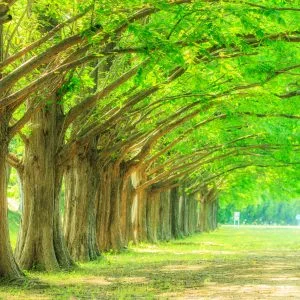 無料壁紙 緑に輝くメタセコイア並木と芝生。PCとデスクトップ壁紙に最適な4K高画質の無料壁紙。三重県鈴鹿市の石垣池公園で撮影したフリー写真素材