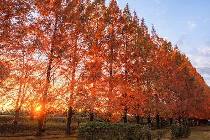 無料壁紙 夕陽と紅葉するメタセコイア並木。PCとデスクトップ壁紙に最適な4K高画質の無料壁紙。三重県鈴鹿市の石垣池公園で撮影したフリー写真素材