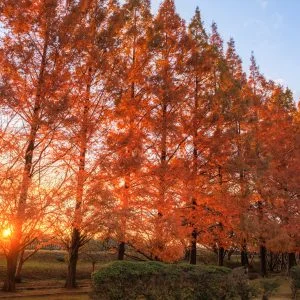 石垣池公園のフリー写真素材