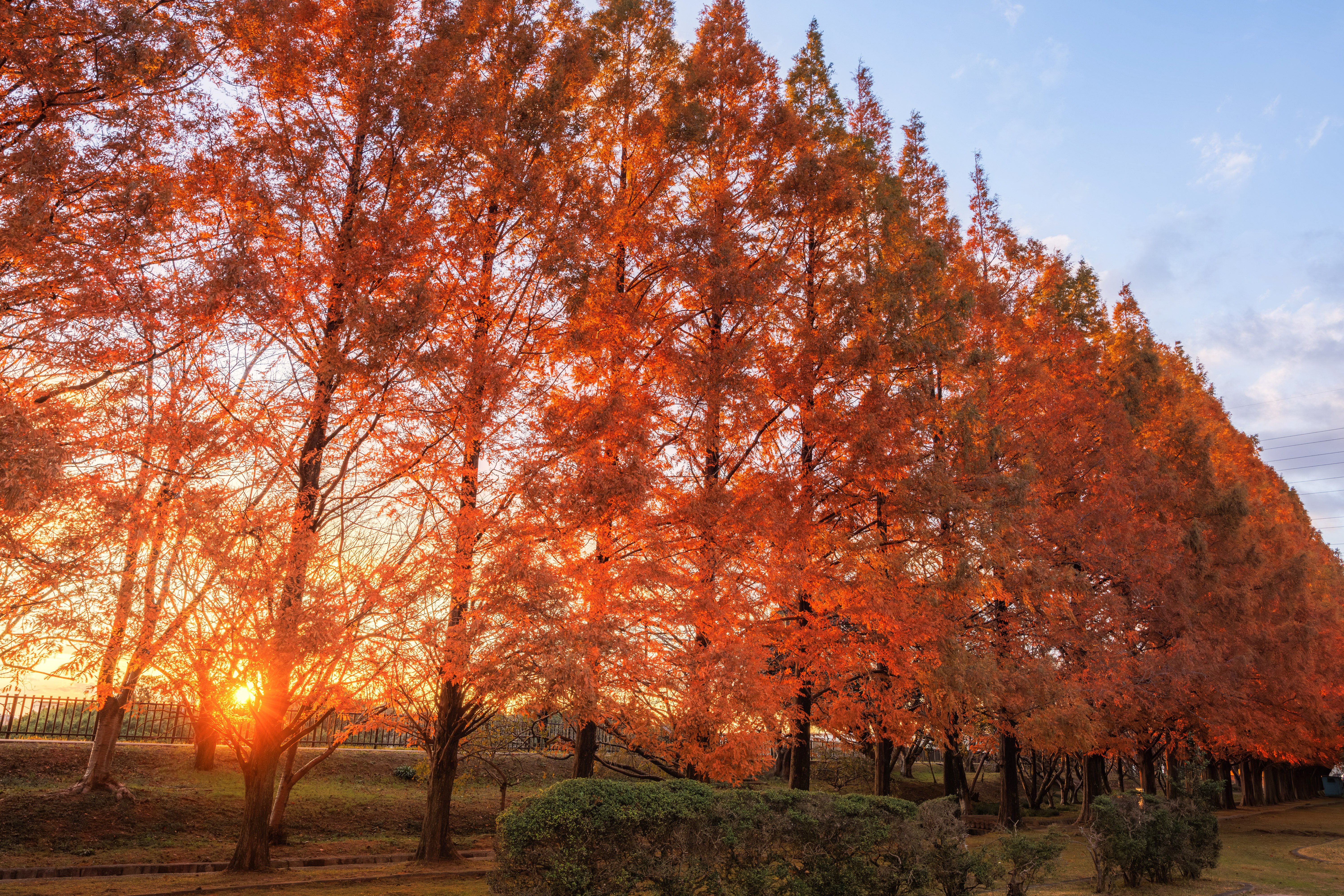 無料壁紙 夕陽と紅葉するメタセコイア並木。PCとデスクトップ壁紙に最適な4K高画質の無料壁紙。三重県鈴鹿市の石垣池公園で撮影したフリー写真素材