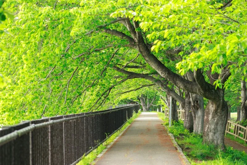 無料壁紙 新緑の桜並木。PCとデスクトップ壁紙に最適な4K高画質の無料壁紙。三重県鈴鹿市の石垣池公園で撮影したフリー写真素材