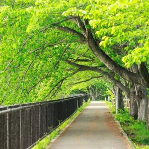 無料壁紙 新緑の桜並木。PCとデスクトップ壁紙に最適な4K高画質の無料壁紙。三重県鈴鹿市の石垣池公園で撮影したフリー写真素材