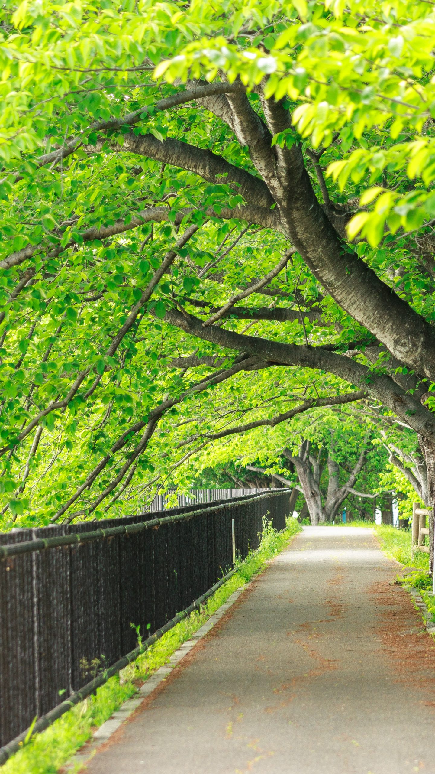 新緑の桜並木(三重県鈴鹿市・石垣池公園)
