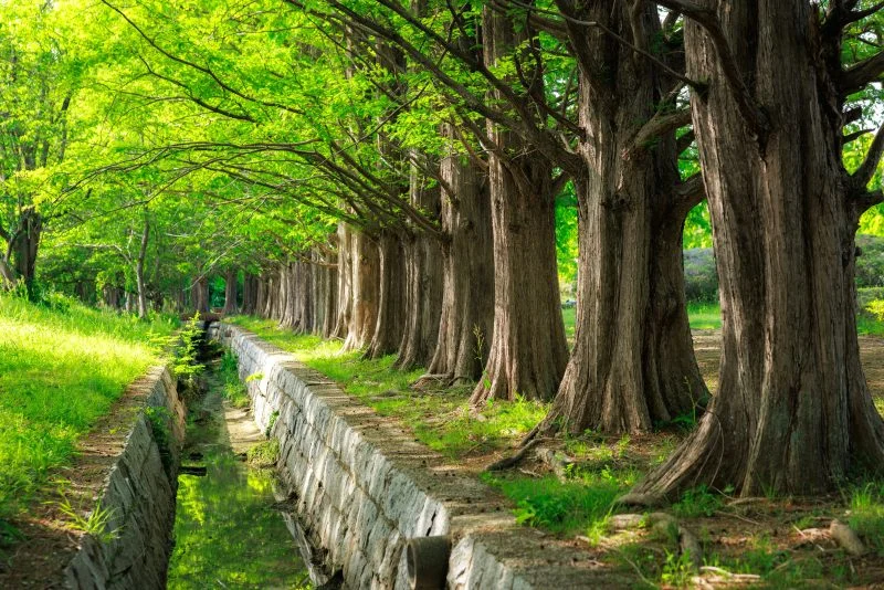 無料壁紙 新緑に輝くメタセコイヤ並木（横サイズ）。PCとデスクトップ壁紙に最適な4K高画質の無料壁紙。三重県鈴鹿市の石垣池公園で撮影したフリー写真素材