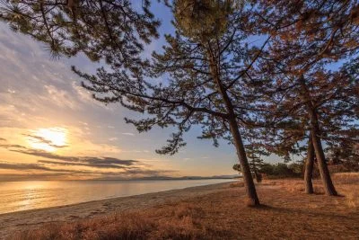 無料壁紙 砂浜にある松の木。PCとデスクトップ壁紙に最適な4K高画質の無料壁紙。三重県津市の香良洲海岸で撮影したフリー写真素材